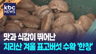 겨울이 으뜸 지리산 표고버섯 수확 / KBC뉴스