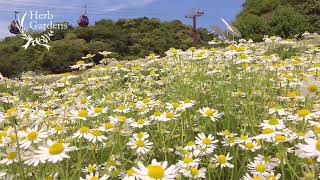 【公式】カモミール2023｜神戸布引ハーブ園／ロープウェイ｜Kobe Nunobiki Herb Gardens \u0026 Ropeway