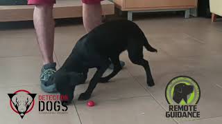 Passive indication training - Detection dogs
