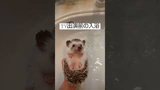 容赦なく風呂に浸けられるハリネズミ