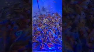 মাছগুলো দেখতে কত সুন্দর #shortvideo #viralvideo #viralvideo #fish