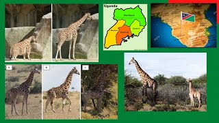 World News 10th Jan- Scientists discover 2 dwarf giraffes in Namibia and Uganda