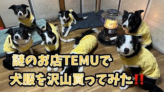 【猟師んちの7ボーダーズ】謎のお店TEMUで犬服を爆買いしてみた