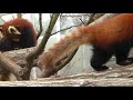 王子動物園のレッサーパンダ館