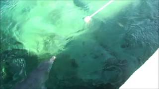 Dolphin Calf Chronicles - Cool Calf Training