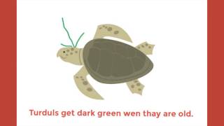 Emma's Turtles