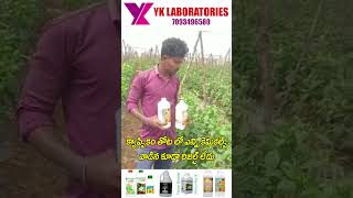 #Capsicum #Organic #VaayuuYantra క్యాప్సికం తోట లో ఎన్ని కెమికల్స్ వాడిన కూడా రిజల్ట్ లేదు