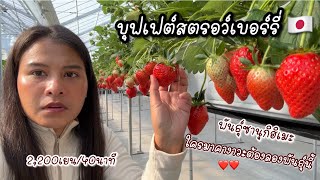 สวน🍓นี้สะอาดและสวยมาก ค่าเข้า2,200เยน 40นาที / สวน がっこうのイチゴ園 จ.คากาวะ