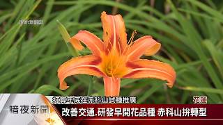 暖冬導致花期延遲 影響玉里金針收成.觀光【客家新聞20190816】