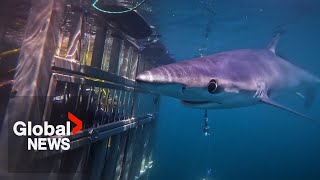 Nova Scotia company offers first-ever shark cage diving experience in Canada