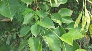 நாள்-53-சிசு மரம்!Day-53-Sissoo tree/Indian rosewood tree!மண் அரைப்பைத் தடுக்கும் அரசன் சிசு மரம்!