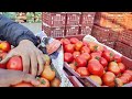 06 फरवरी 2025 🍅टमाटर का भाव साहिबाबाद मंडी tomato rates in mandi tomato tamatar mandirates