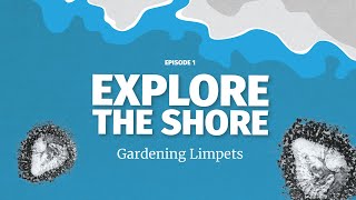 Gardening Limpets - they grow and harvest their own algae!