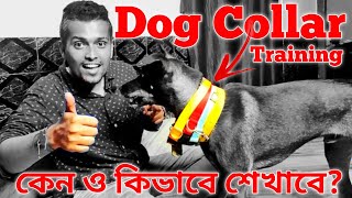 তোমার Puppy ও Dog কে Collar পড়তে উৎসাহিত কর এভাবে | Easy Collar Training |