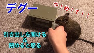 デグー 引き出しを開ける 閉めると怒る 【デグー♯6】