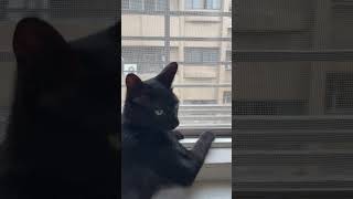 媽媽跟￼Kuro説終於下雨了￼，￼牠臉上一臉疑惑，因為還不知道什麼是下雨￼￼  #cat #cats #cute #cute cat #shorts