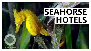 'Seahorse hotels' planned for endangered Australian species - TomoNews