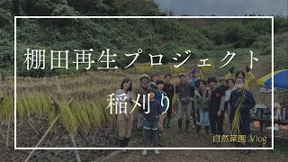 【週末里山暮らし】棚田再生プロジェクト稲刈りの日