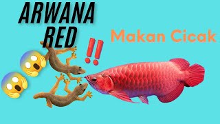 Ikan Arwana Makan Cicak Jumbo|ikan hias|Mainan anak|hiburan ☺