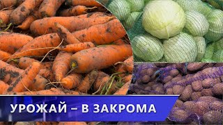 Тонны продукции. В Витебской области заполняют плодоовощные хранилища (09.10.2024)