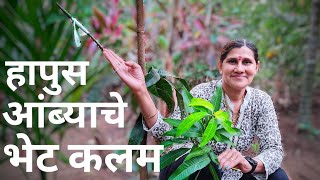 हापूस आंब्याचे झाड कसे तयार करावे? | How to graft a mango tree? | #graftingmangotree #kokan