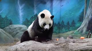 20210108 圓圓龍床優雅坐 灰管葡萄全都落 Giant Panda Yuan Yuan