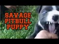 Pitbull Puppy fight | savage