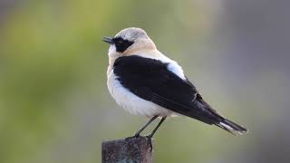 Black-eared wheatear, Mittelmeer-Steinschmätzer (Oenanthe hispanica)