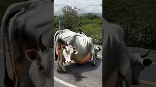 Beautiful story of a pregnant cow 🐄 #trending #ai #youtubeshorts #viral #shorts #ytshorts #cow