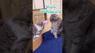 【関西弁を喋る猫】最高の兄ちゃん💖😻#shorts