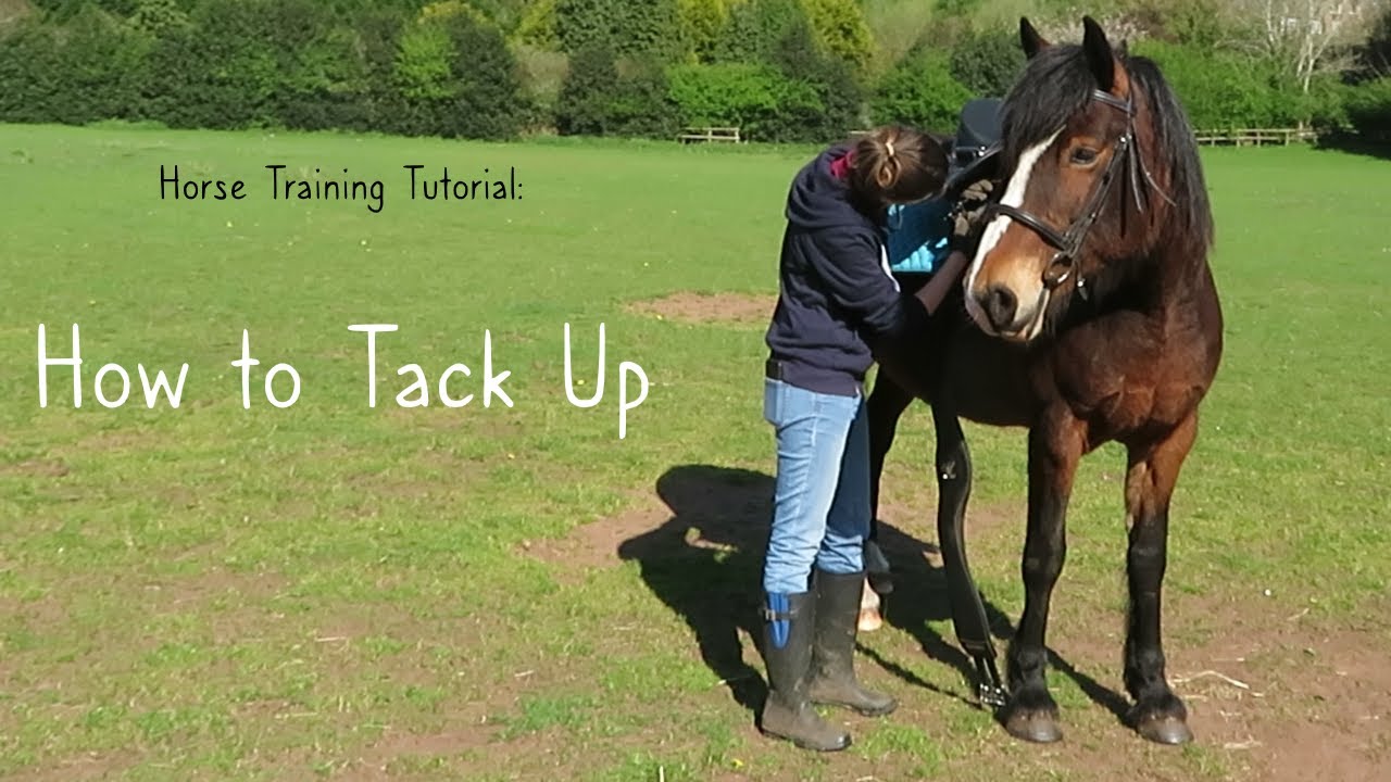 How To Tack Up (and Bridle A Difficult Horse) - YouTube