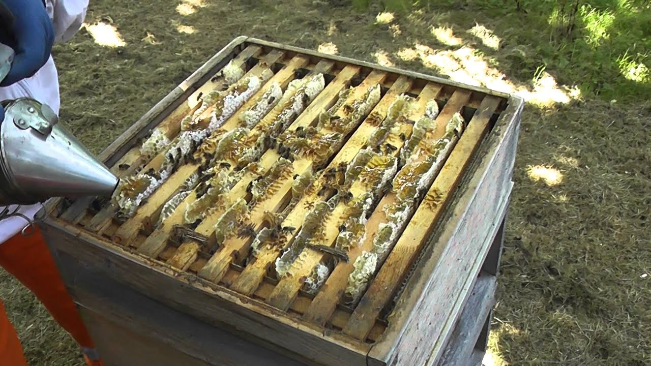 Honey Harvesting Step 1 Of 3 - Getting The Hive Ready - YouTube