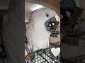 the parrot likes to break wood🤍#love #funny #comedy #trending #trendingshorts #shorts #viralvideo