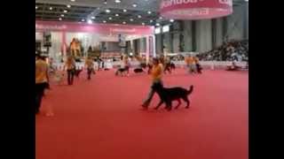 World Dog Show 2013 bemutató :)