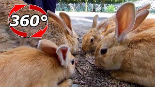 【360度動画】子うさぎも一緒❗家族全員でご飯を食べます🐰