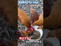 水を飲むニワトリたち