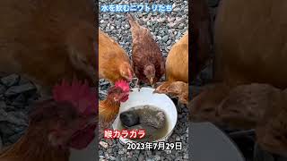 水を飲むニワトリたち