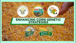 Greenbug Media | Department of Agriculture Region XI | Enhancing Corn Genetics