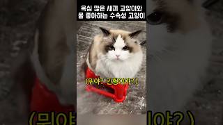 욕심 많은 고양이와 수속성 고양이