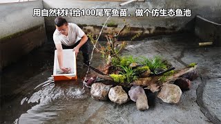 花300元买了100尾公认难养的军鱼苗，做个原生池模拟自然试养看看