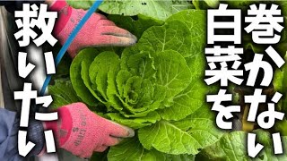 【白菜結球】玉にならない白菜をなんとか結球するようにいろいろやってみました【白菜】