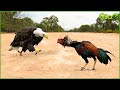 30 Moments When Eagles Make Mistakes Not Knowing That Roosters Are Warriors | Animal Fight