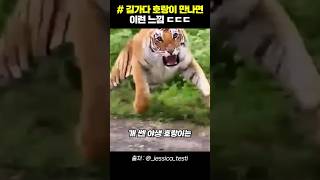 길가다 호랑이 만나면 이런 느낌 ㄷㄷㄷ #shorts