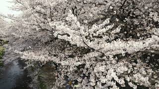 小金井市 野川の桜 2022　Shot on SONY A7M4  Cinematic 4K   Cherry blossoms Koganei Tokyo