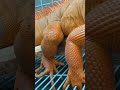 reptil RAKSASA OTOTNYA besar bangett #trending #viral #shorts