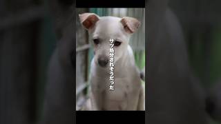 殺処分されそうだった犬が...