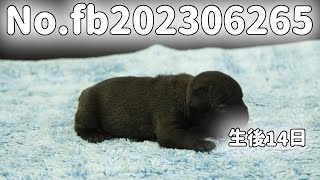 フレンチブルドッグの子犬販売 No.fb202306265 静岡県浜松市のブリーダー 2023年6月26日生  7月10日現在