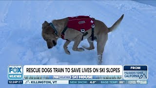 Join the FOX Weather Ski House to learn about avalanches and how ski resorts use dogs to save lives.