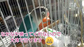 2019年最後☆体重測定ボタンインコのぼーちゃん＆コガネメキシコインコみどちゃん