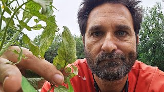 Control de Arañuela Roja  EN VIVO! IRL desde mi jardín